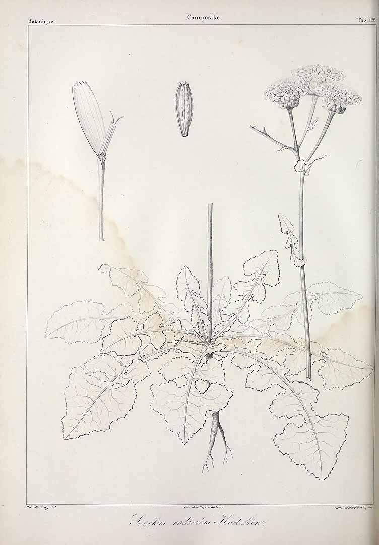 no HD illustration available (3)