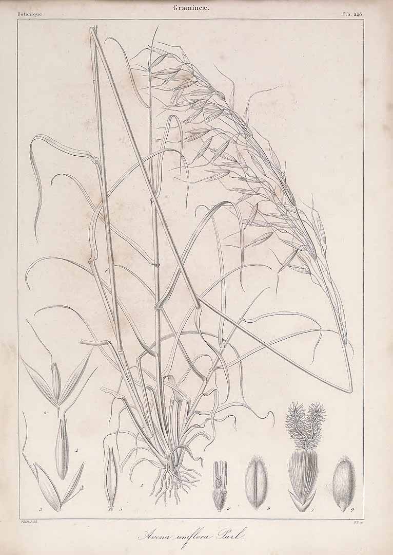 no HD illustration available (3)