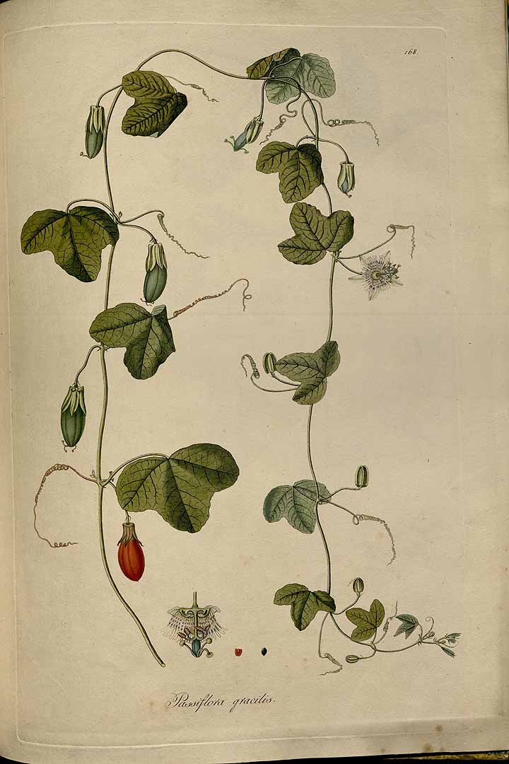 no HD illustration available (3)