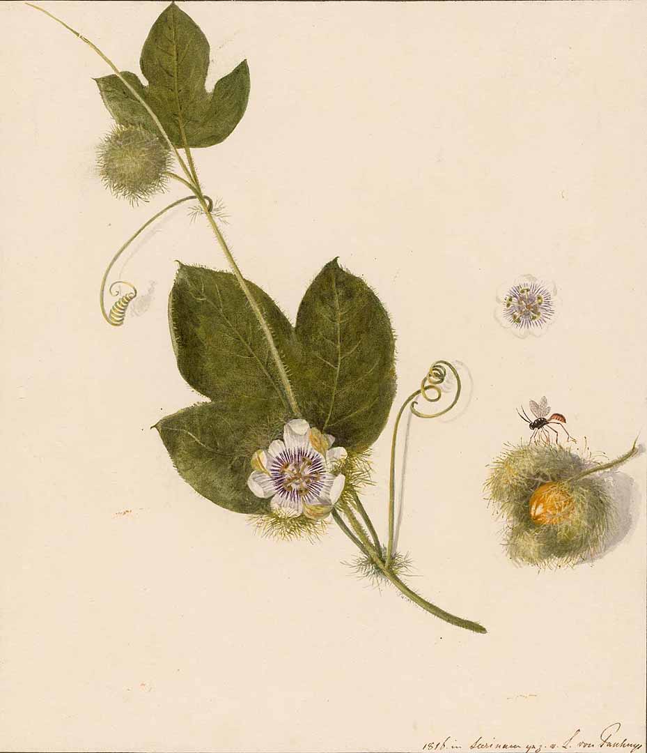 no HD illustration available (3)