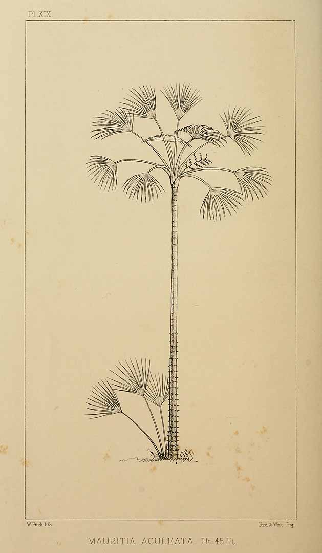 no HD illustration available (3)