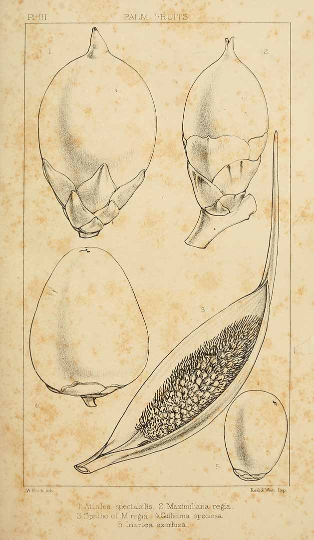 no HD illustration available (3)