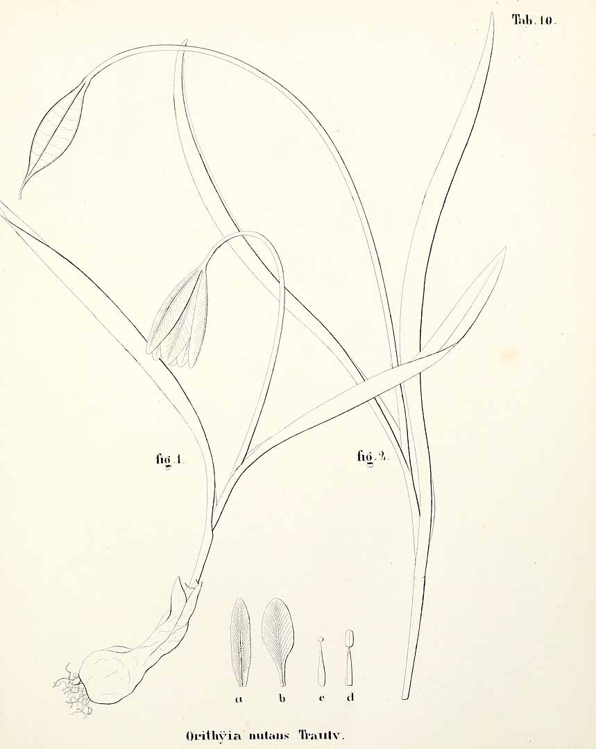 no HD illustration available (3)