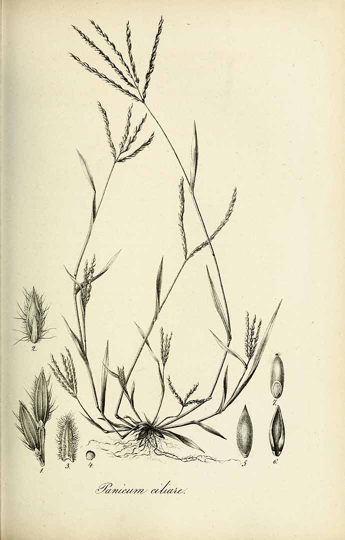 no HD illustration available (3)