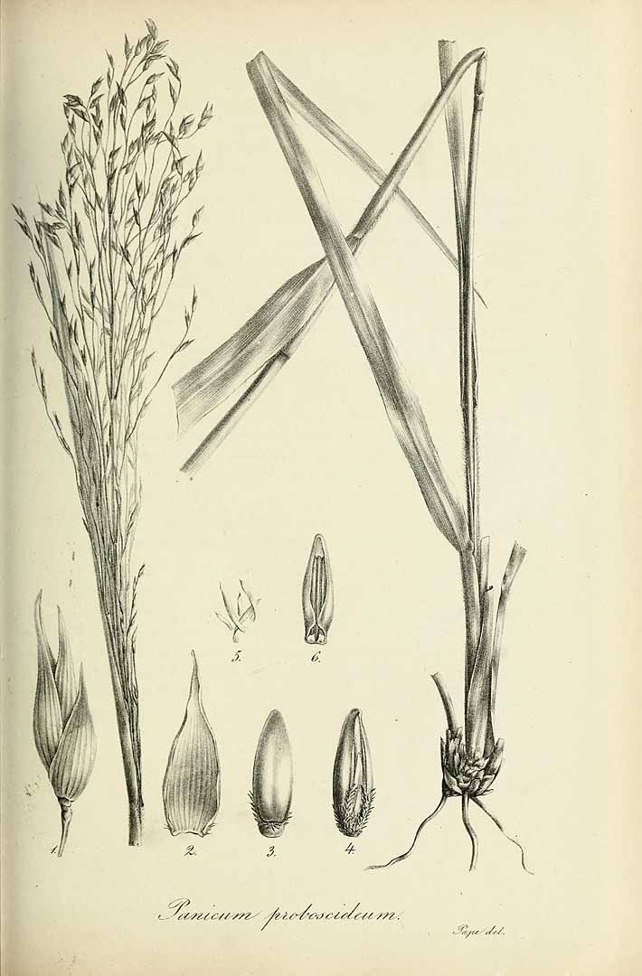 no HD illustration available (3)