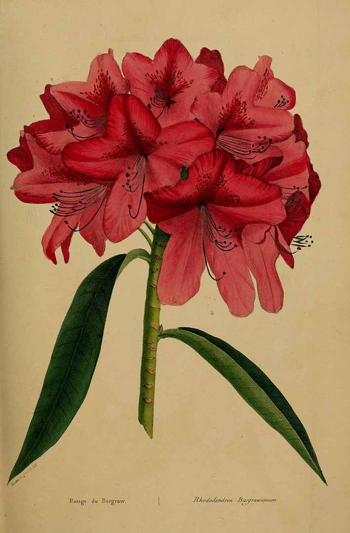 no HD illustration available (3)