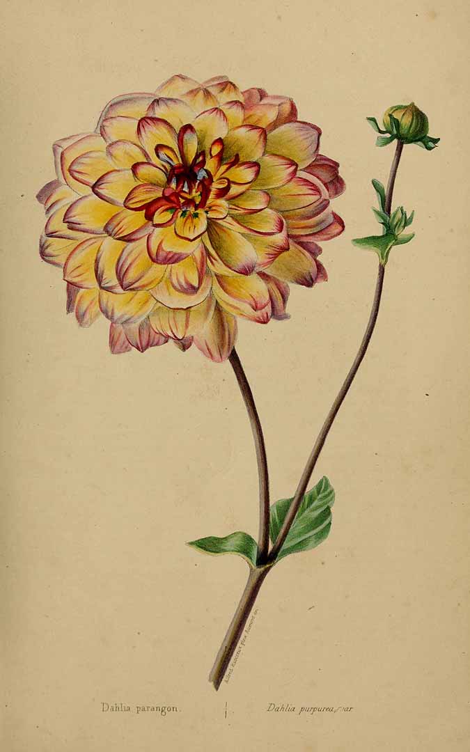 no HD illustration available (3)