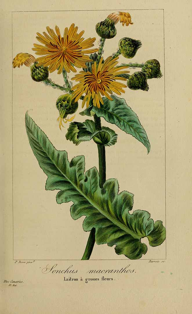 no HD illustration available (3)