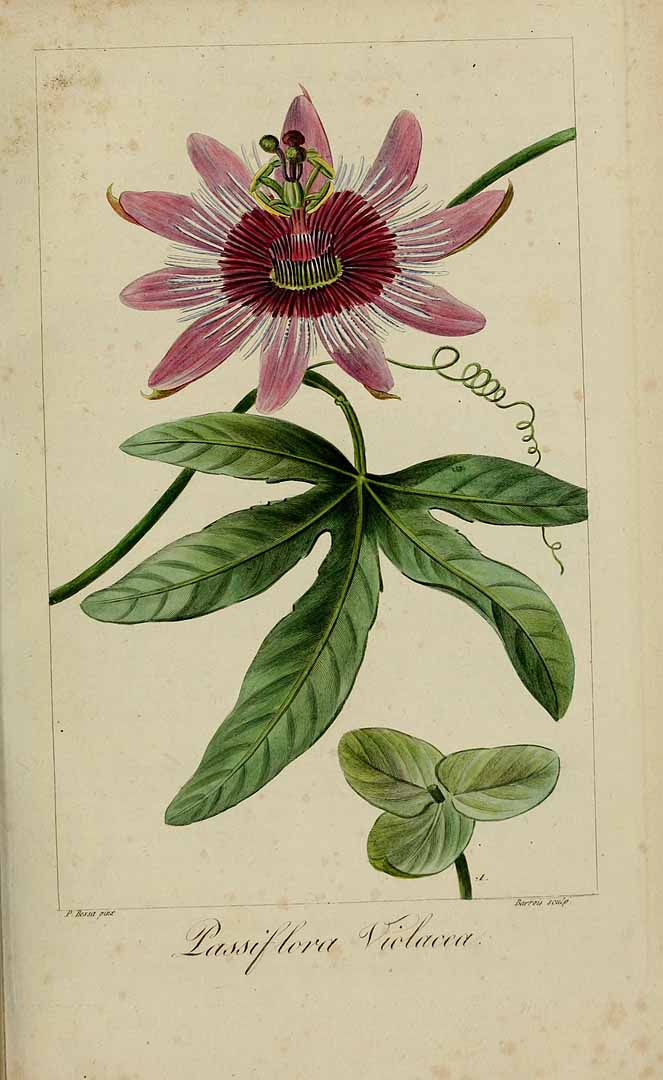 no HD illustration available (3)