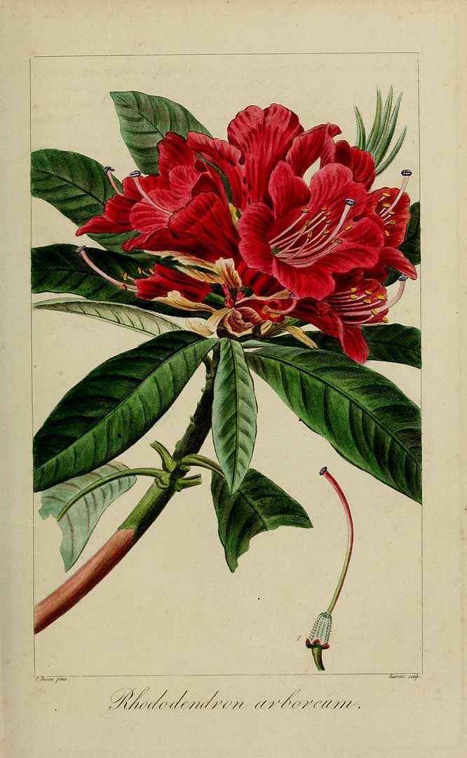 no HD illustration available (3)