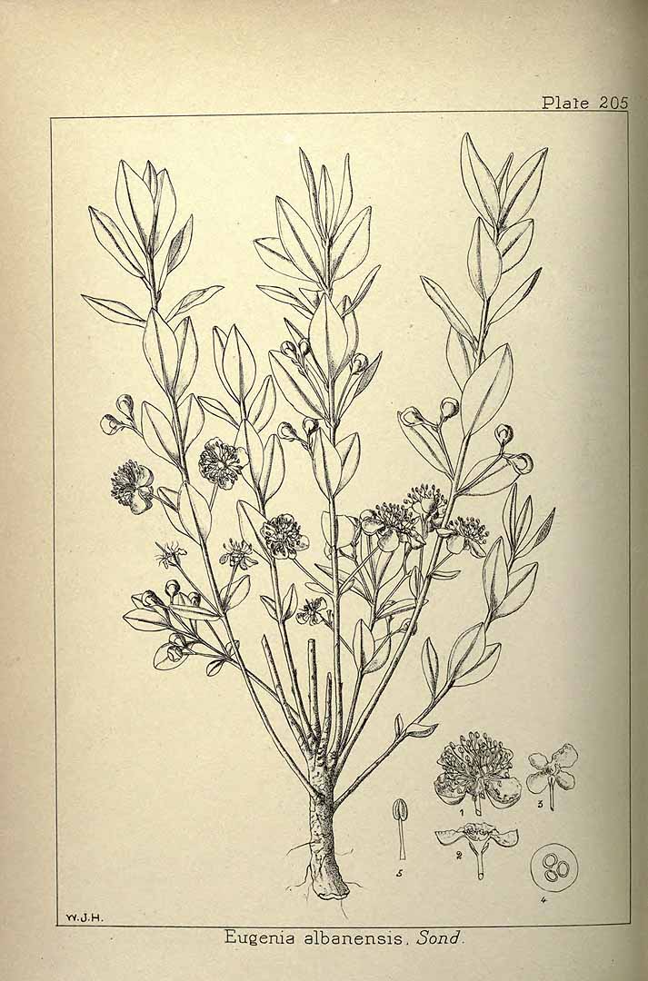 no HD illustration available (3)