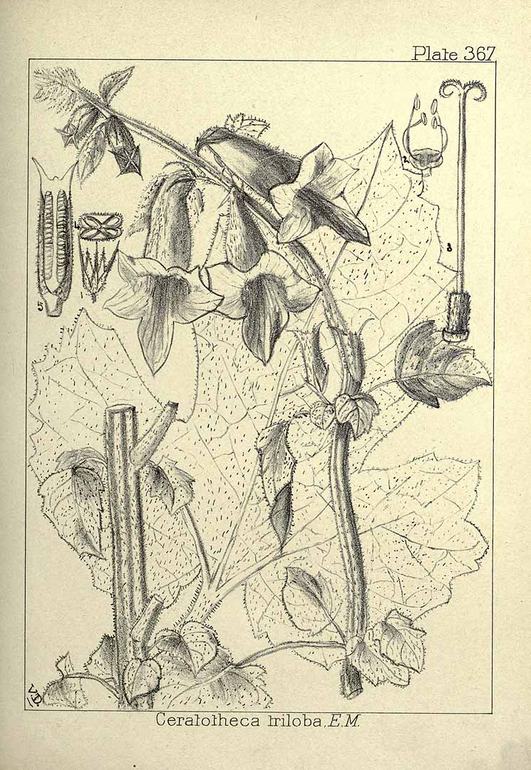 no HD illustration available (3)