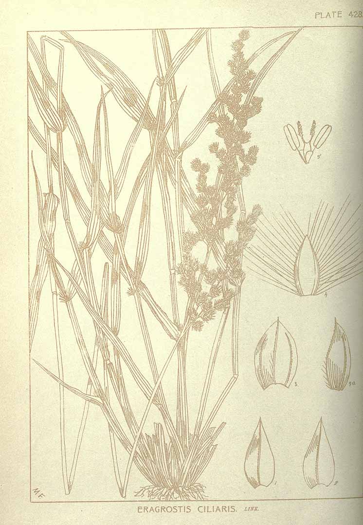 no HD illustration available (3)