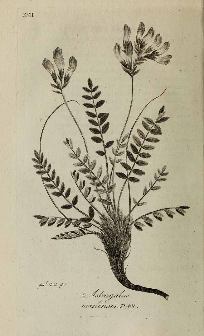 no HD illustration available (3)