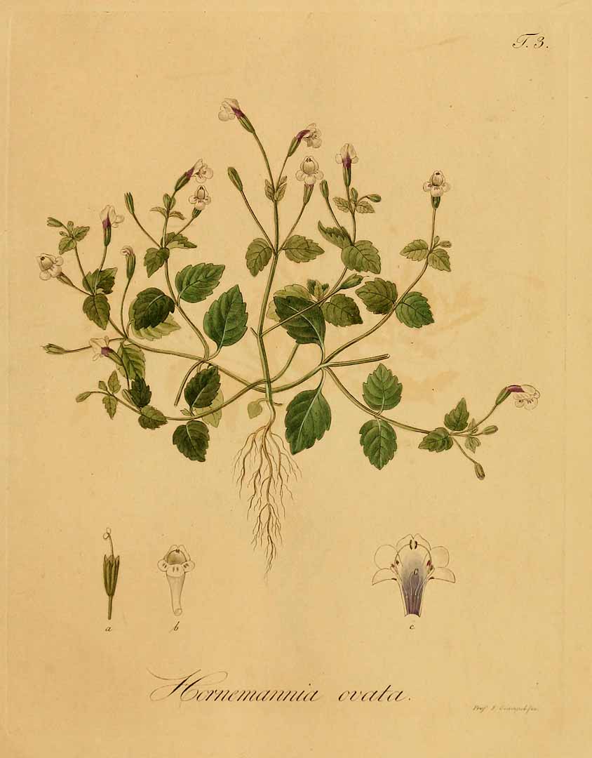 no HD illustration available (3)