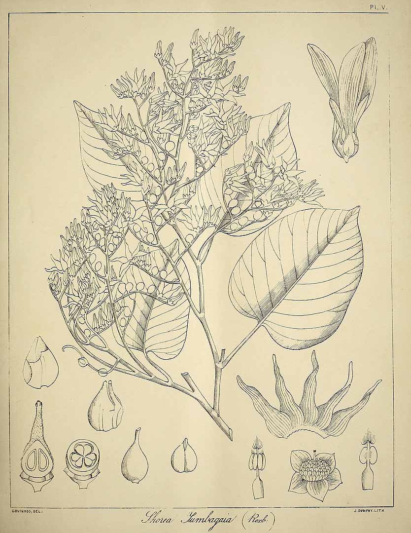 no HD illustration available (3)