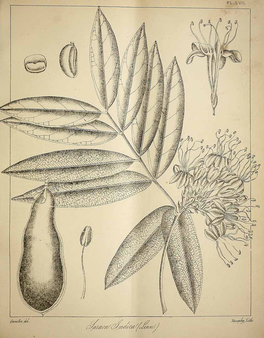 no HD illustration available (3)