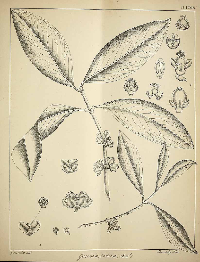 no HD illustration available (3)