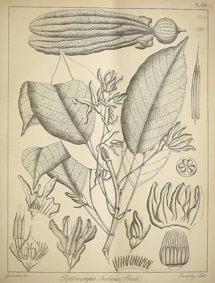 no HD illustration available (3)