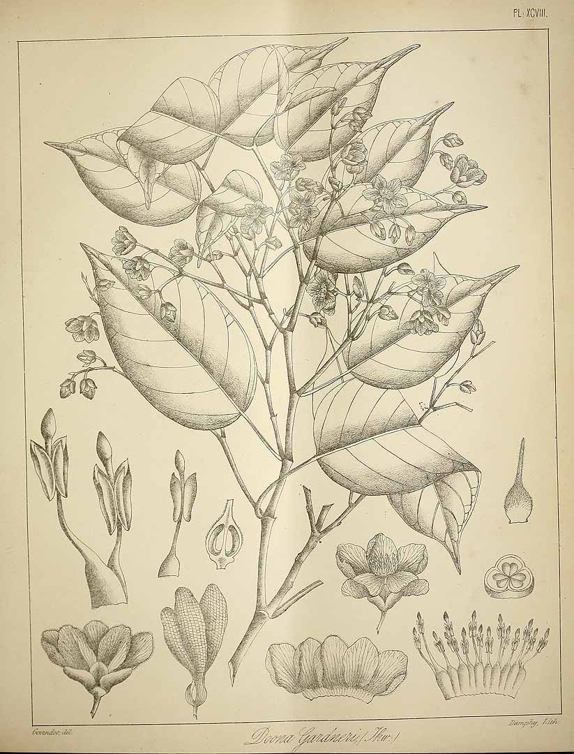 no HD illustration available (3)