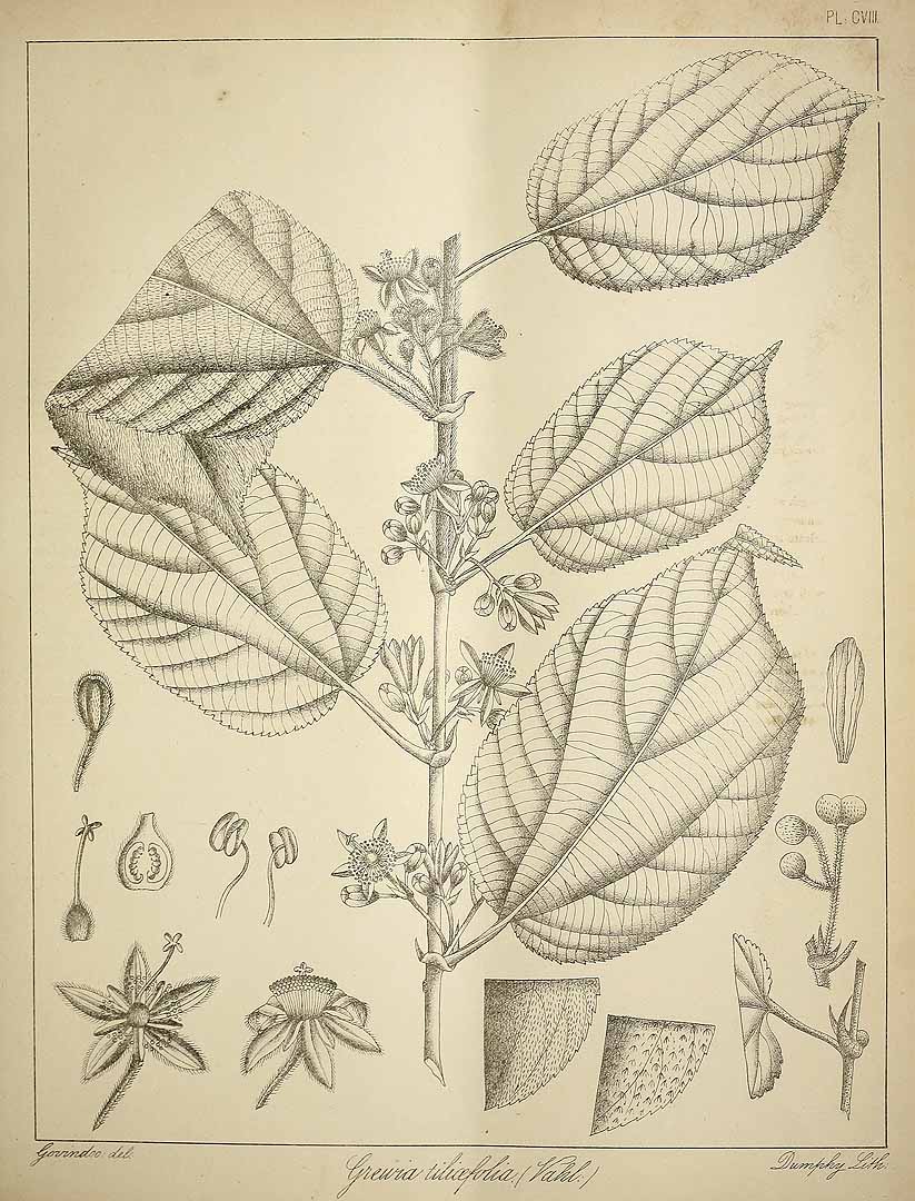 no HD illustration available (3)