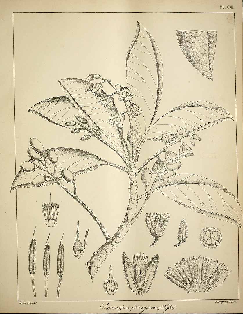 no HD illustration available (3)