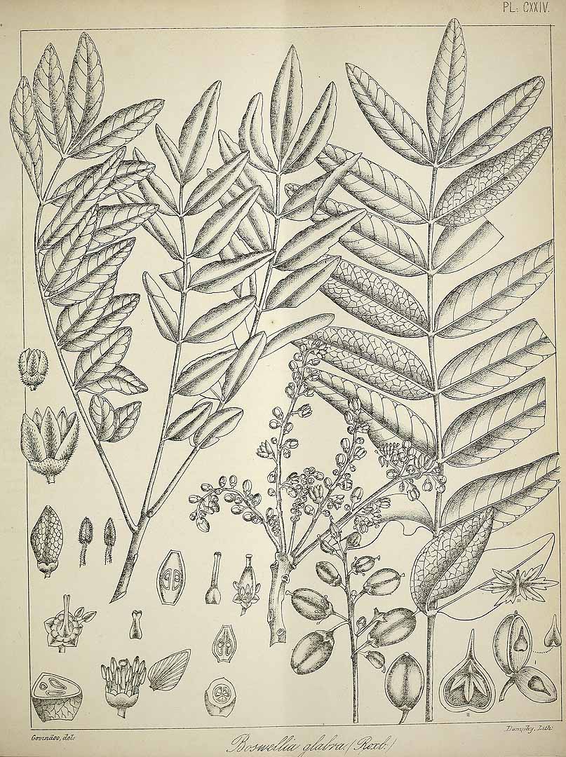 no HD illustration available (3)