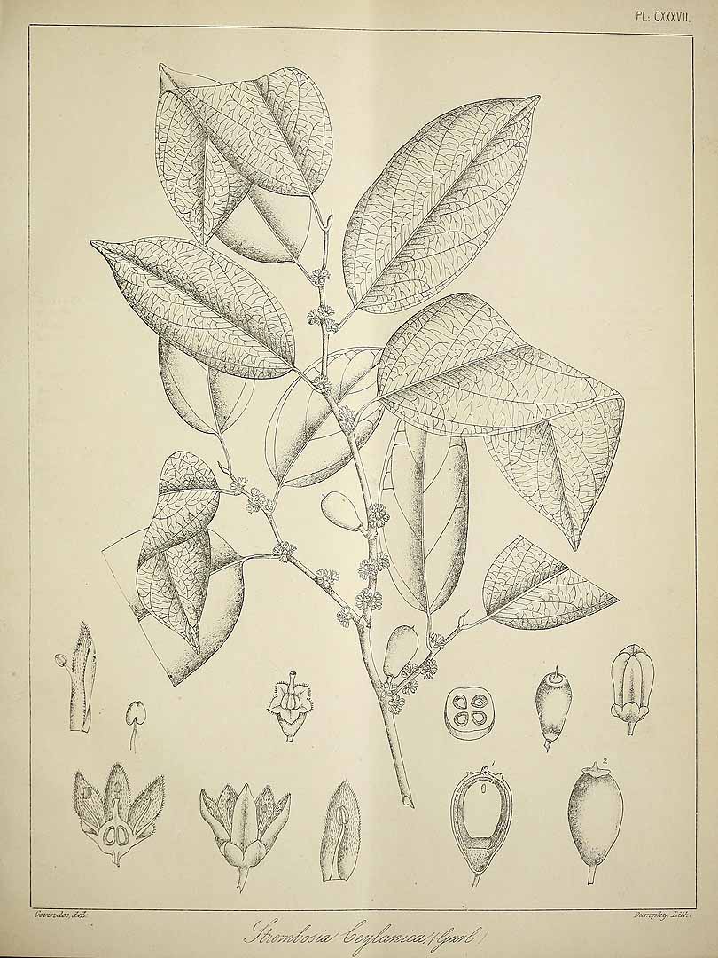 no HD illustration available (3)