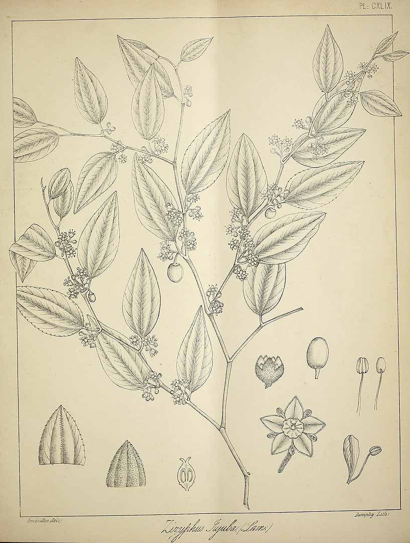 no HD illustration available (3)