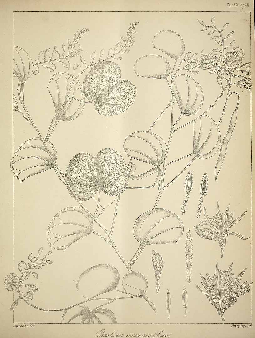 no HD illustration available (3)