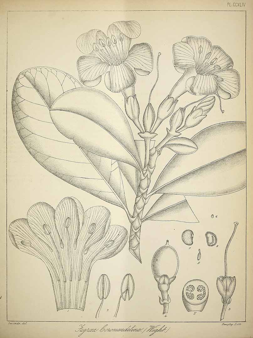 no HD illustration available (3)