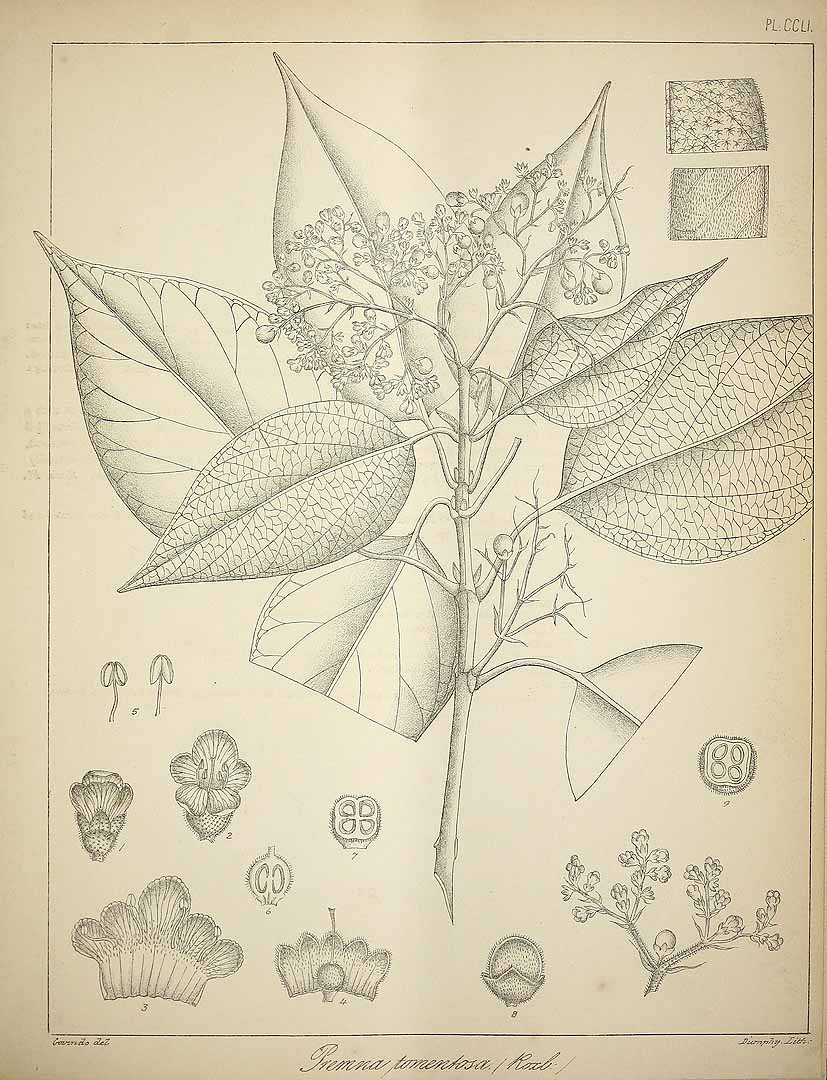 no HD illustration available (3)