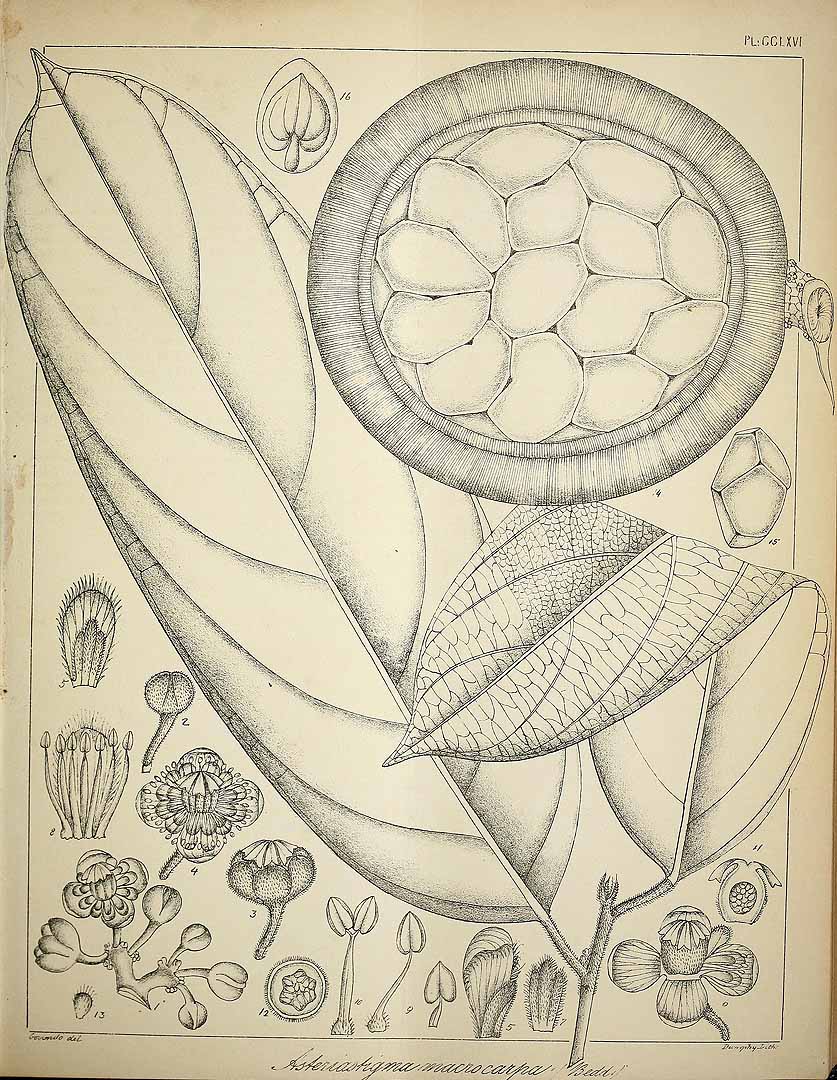 no HD illustration available (3)