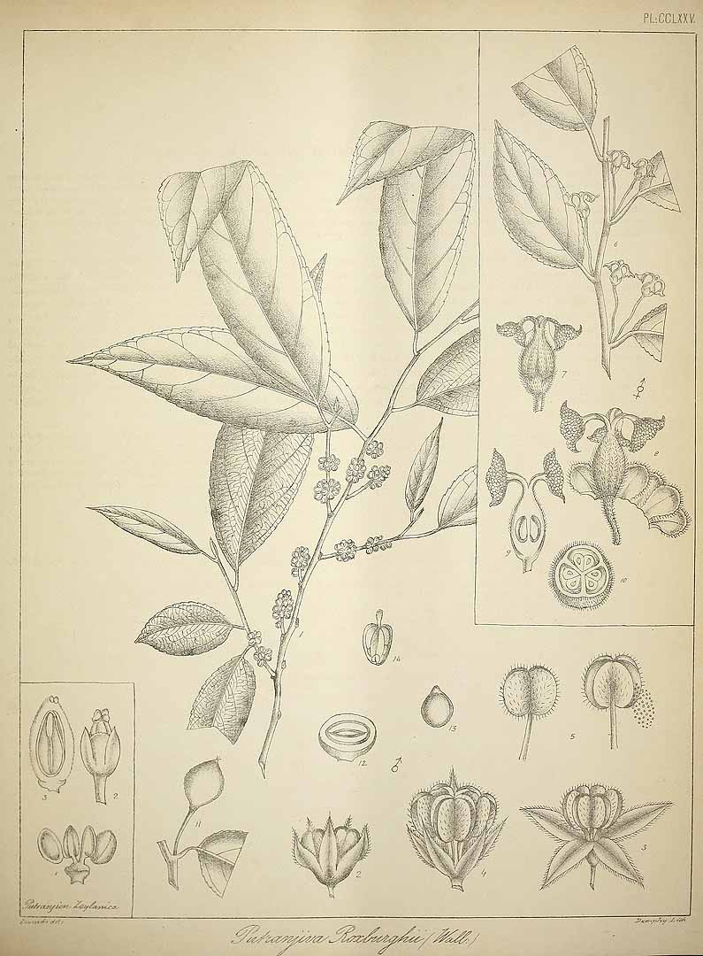 no HD illustration available (3)