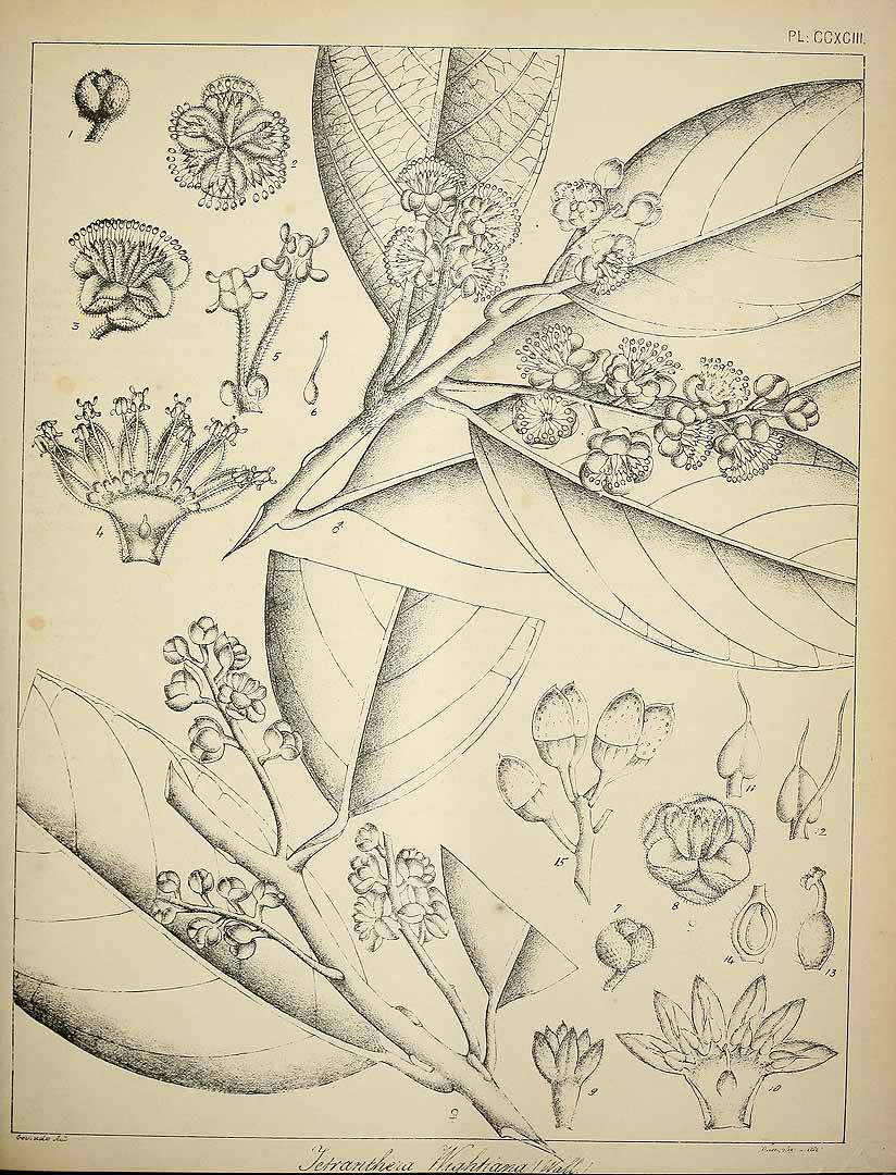 no HD illustration available (3)