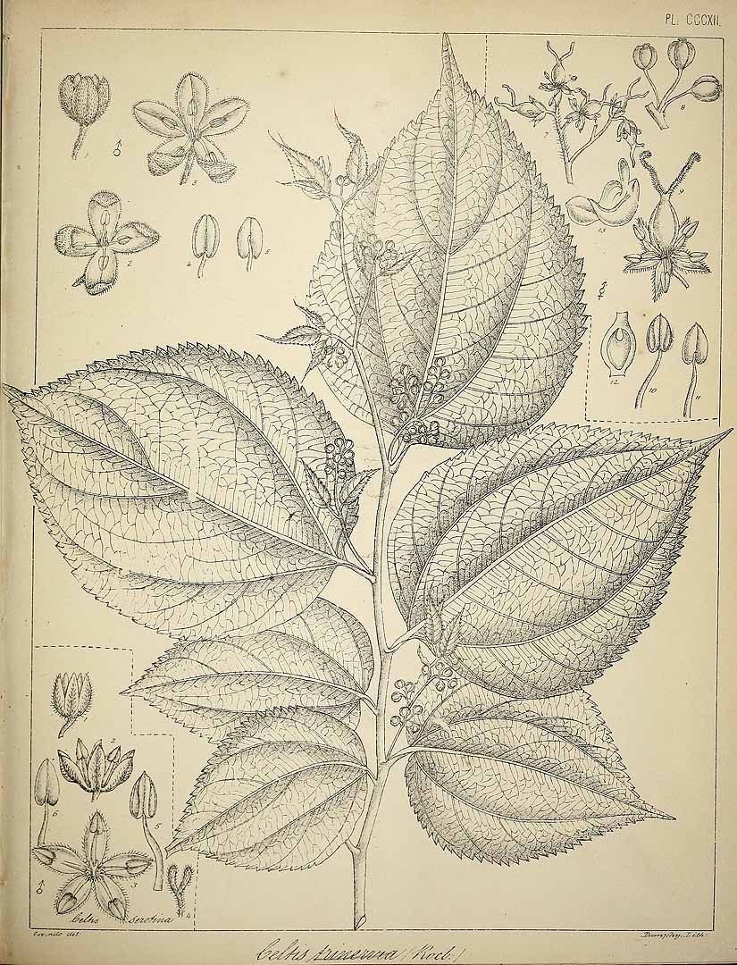 no HD illustration available (3)