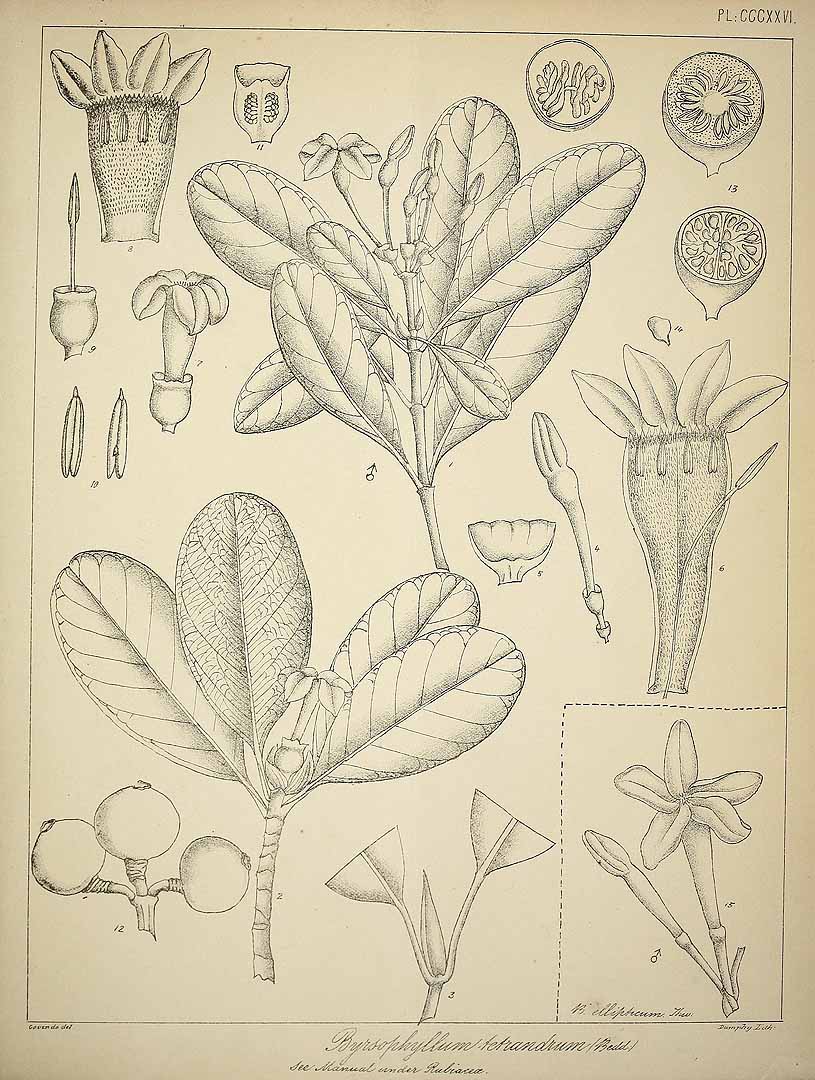 no HD illustration available (3)