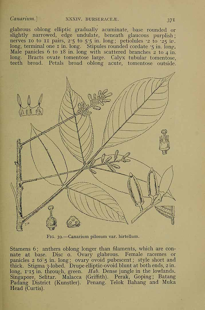 no HD illustration available (3)