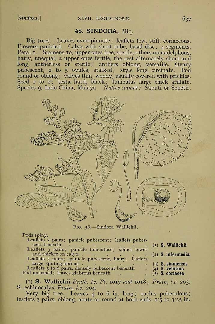 no HD illustration available (3)