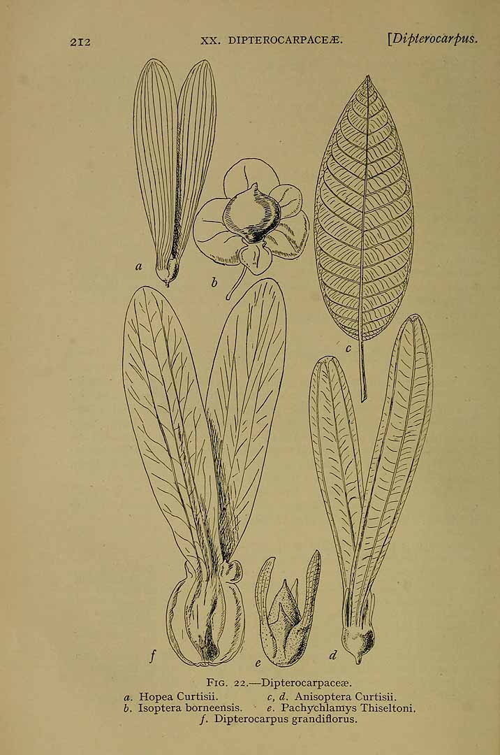 no HD illustration available (3)