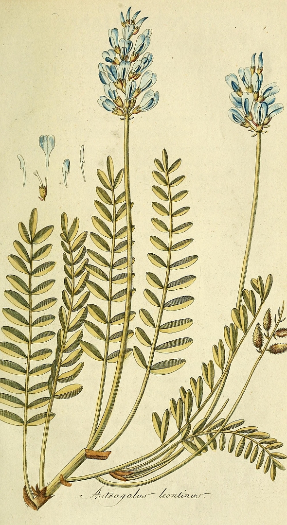 no HD illustration available (3)