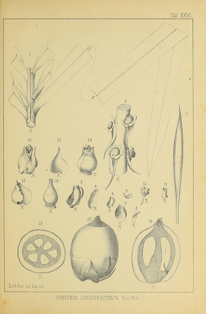 no HD illustration available (3)