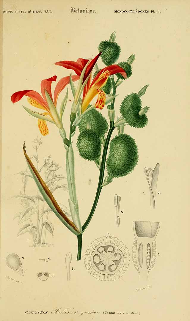 no HD illustration available (3)