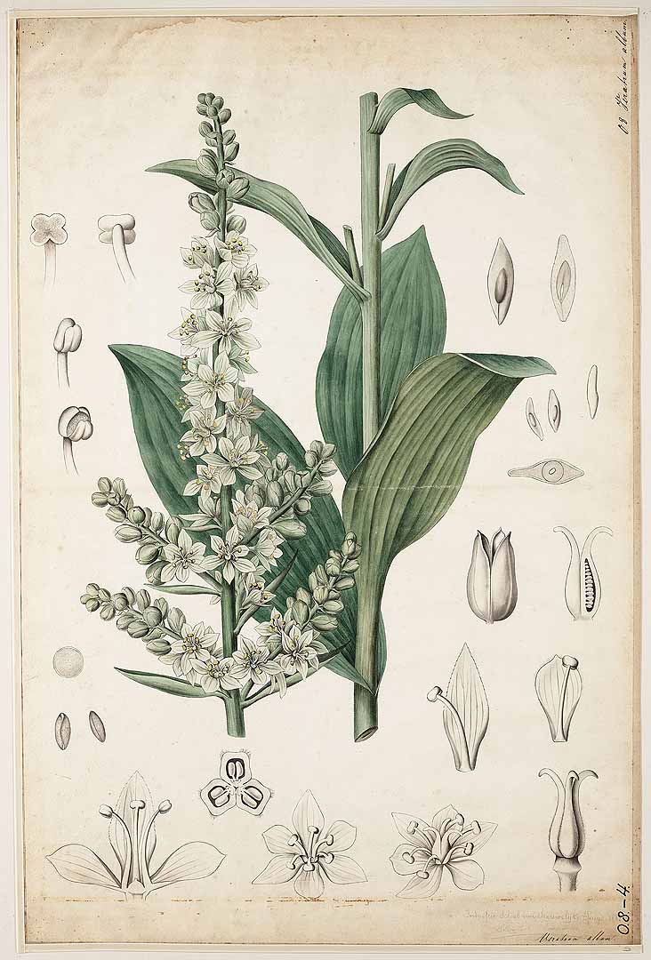 no HD illustration available (3)