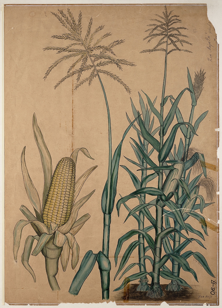 no HD illustration available (3)