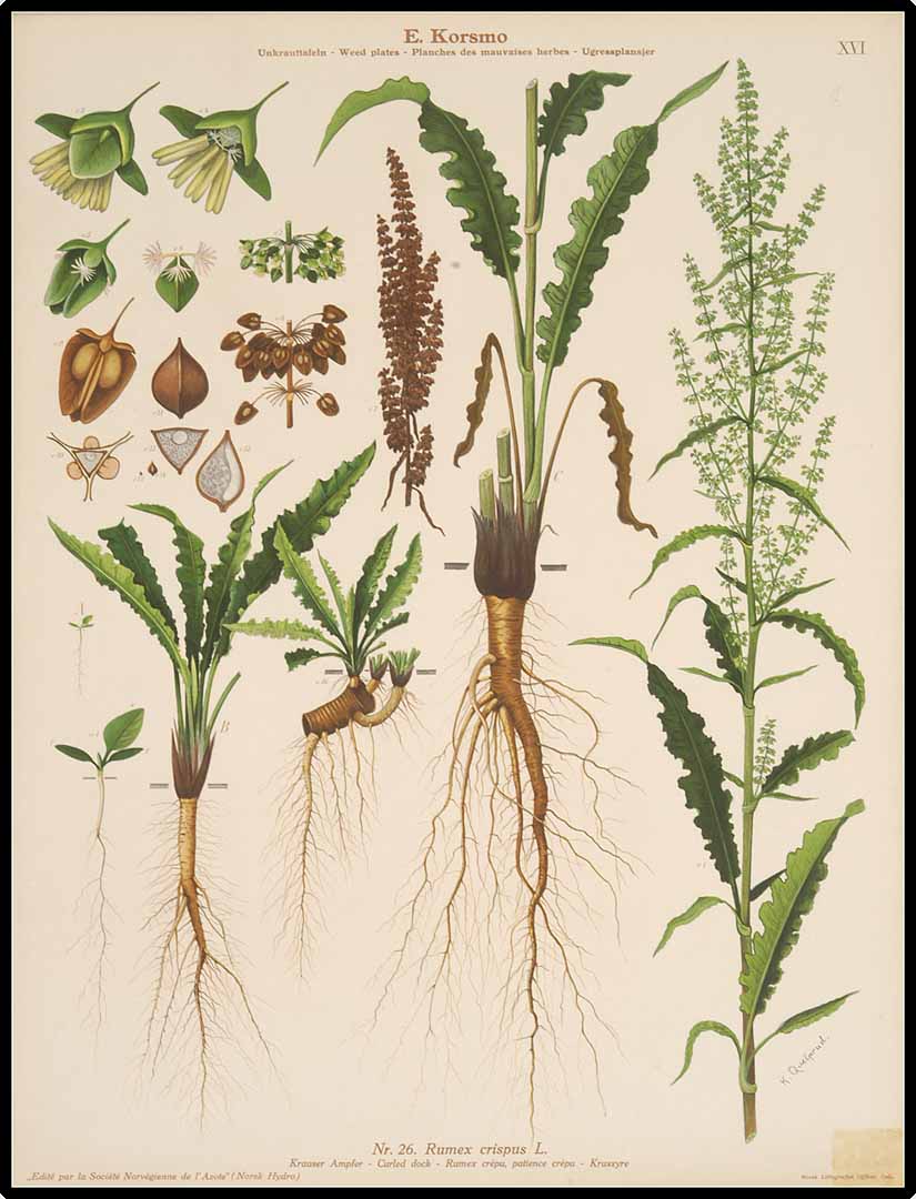 no HD illustration available (3)