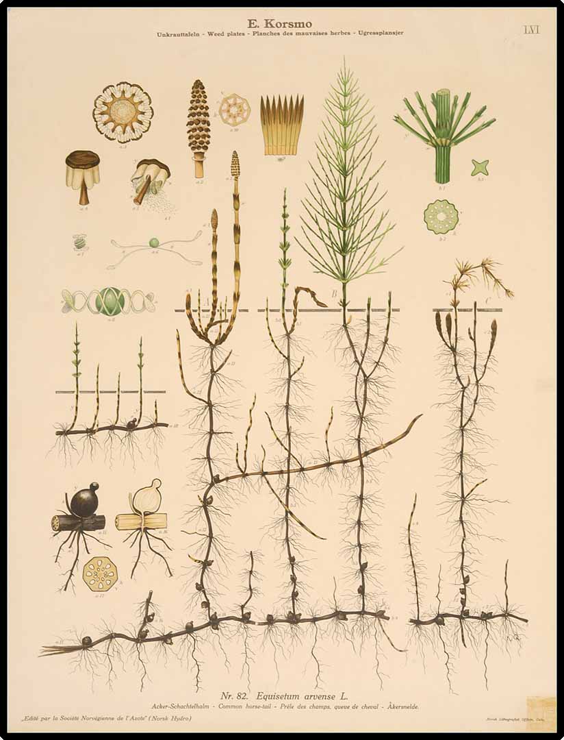 no HD illustration available (3)