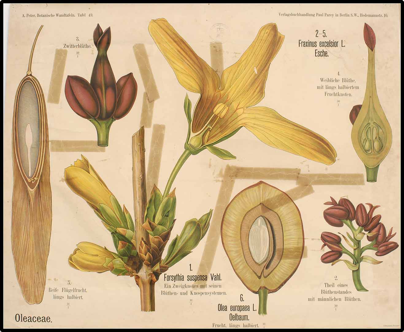 no HD illustration available (3)