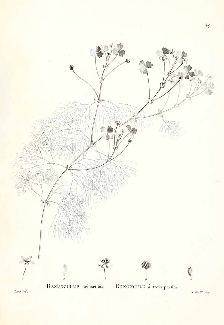 no HD illustration available (3)