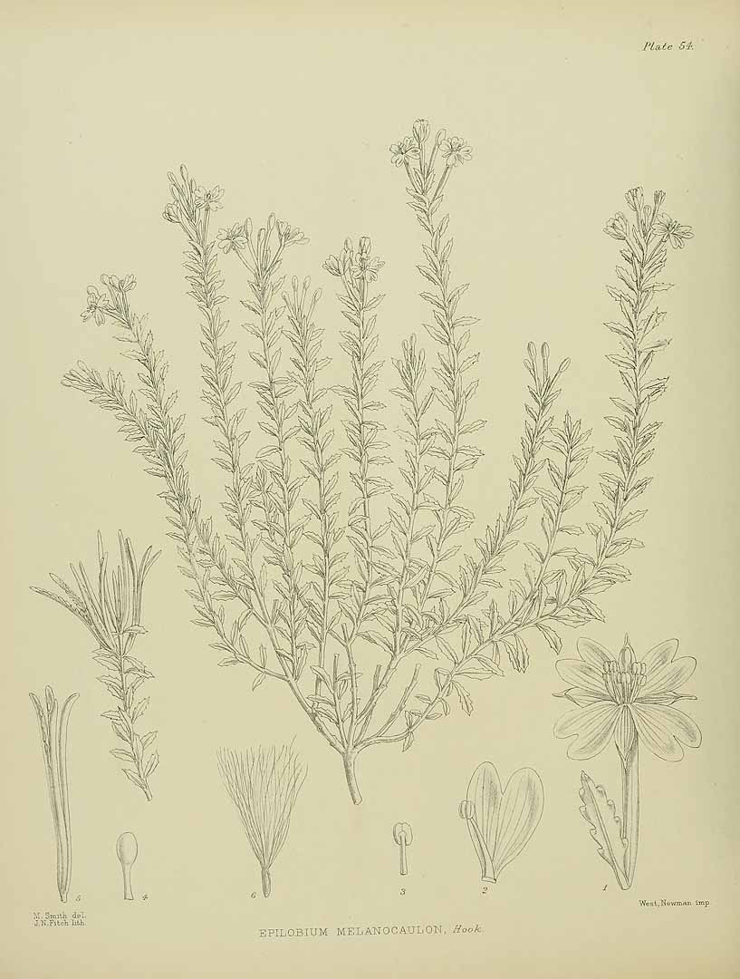 no HD illustration available (3)